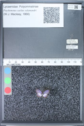 Media type: image;   Entomology 71600